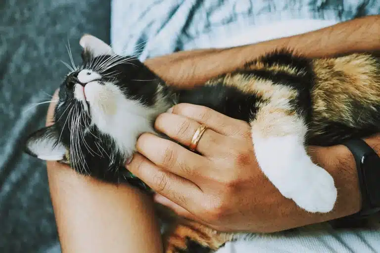 5 Animais de Estimação Fáceis de Cuidar 6 plantas e animais imagem 001 5 animais de estimacao faceis de cuidar blog melhore seus dias 1200 800