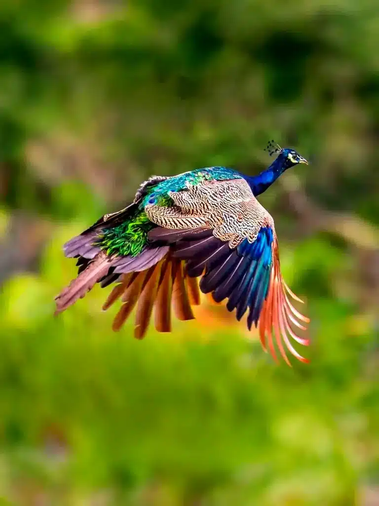 Web Stories 2 webstory 7 aves lindas do mundo blog melhore seus dias imagem 00